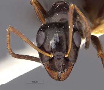 Media type: image;   Entomology 34599 Aspect: hefa